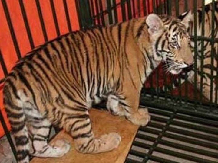 Wildlife crime challenges Vietnam’s tiger conservation efforts - 1