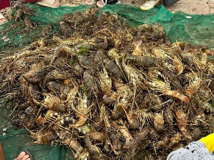 Mass lobster death reported in Phu Yen - 1 Mass lobster death reported in Phu Yen - 1