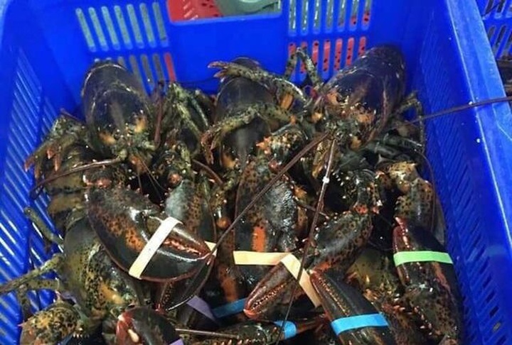 Vietnam market sees sharp lobster prices drop - 1