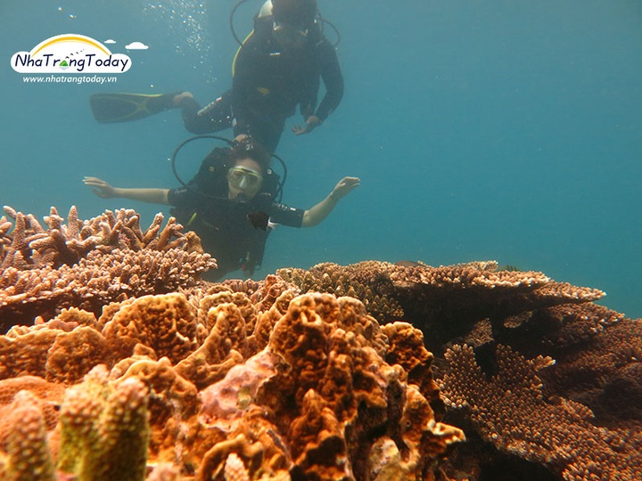 Nha Trang proposes resuming tourism diving services - 1