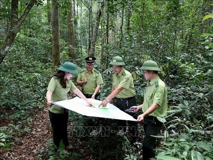 Vietnam to boost tourism development in protective forests - 1