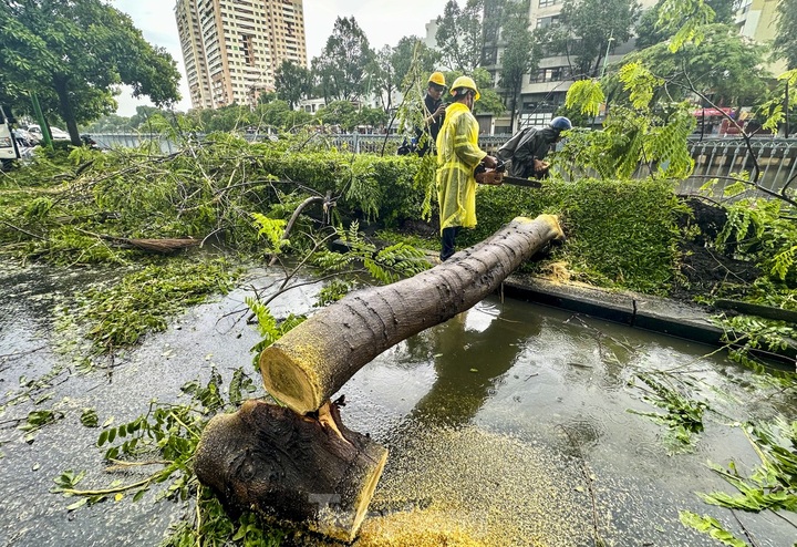 Heavy rains knock down trees, cause traffic jams in HCM City - 3 Heavy rains knock down trees, cause traffic jams in HCM City - 3