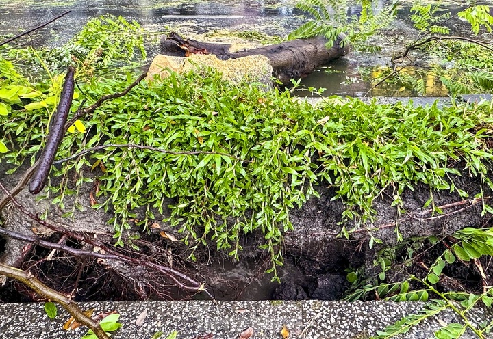 Heavy rains knock down trees, cause traffic jams in HCM City - 4 Heavy rains knock down trees, cause traffic jams in HCM City - 4