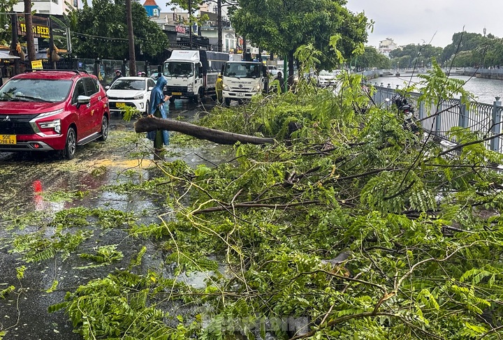 Heavy rains knock down trees, cause traffic jams in HCM City - 1 Heavy rains knock down trees, cause traffic jams in HCM City - 1