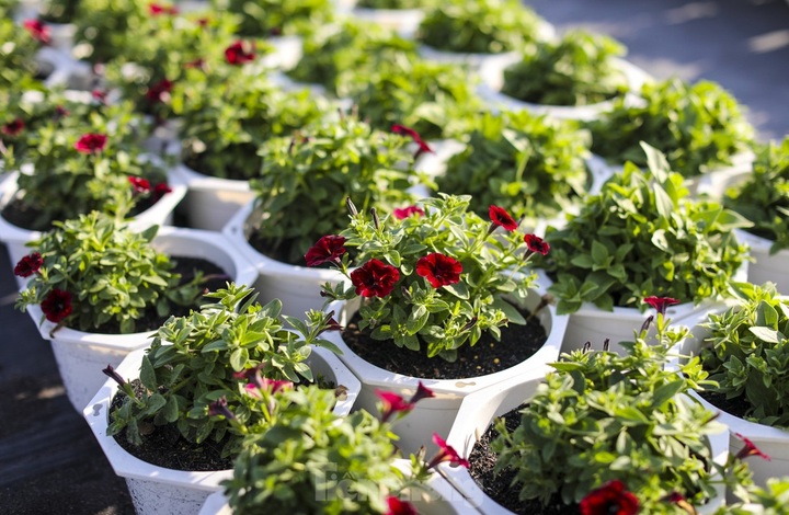 HCM City flower village gears up for Tet - 11 HCM City flower village gears up for Tet - 11