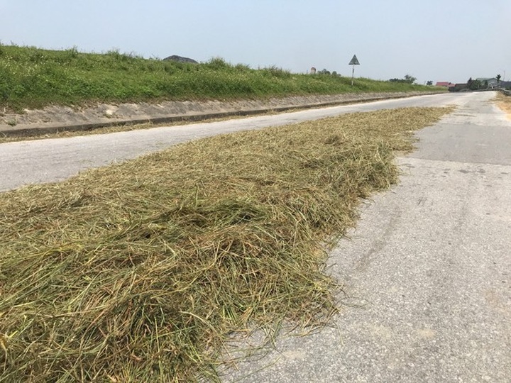 Roads encroached for drying rice - 6