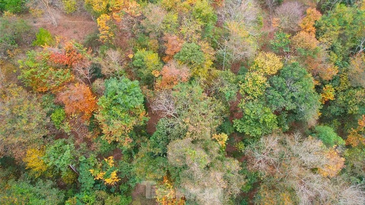 Nghe An forest offers picturesque landscape - 5