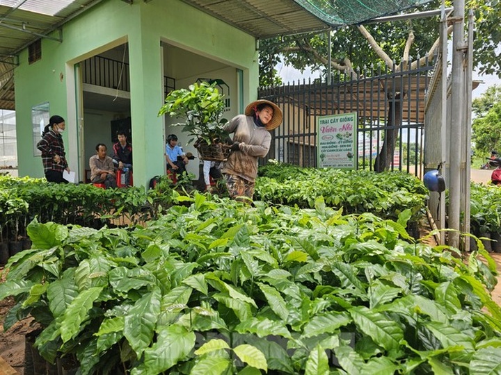 Coffee seedling demand surges in Dak Lak - 1