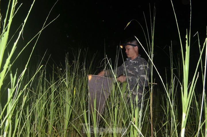 Nghe An farmers hunt grasshoppers overnight - 4 Nghe An farmers hunt grasshoppers overnight - 4