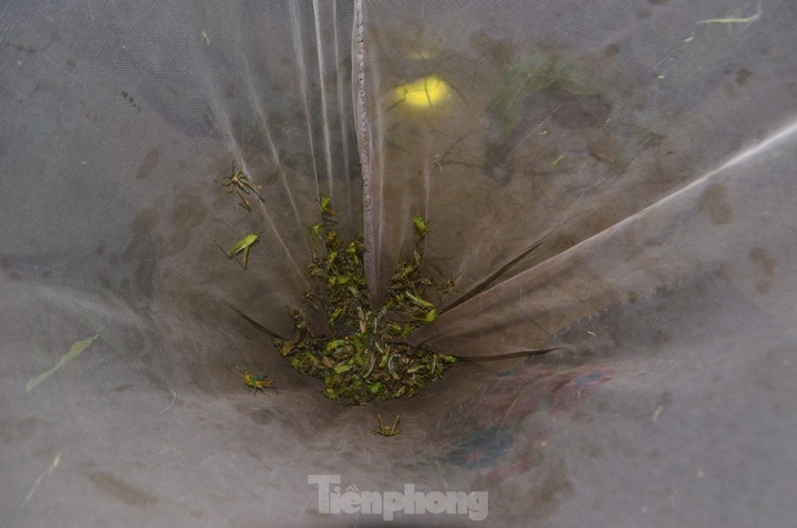 Nghe An farmers hunt grasshoppers overnight - 6 Nghe An farmers hunt grasshoppers overnight - 6