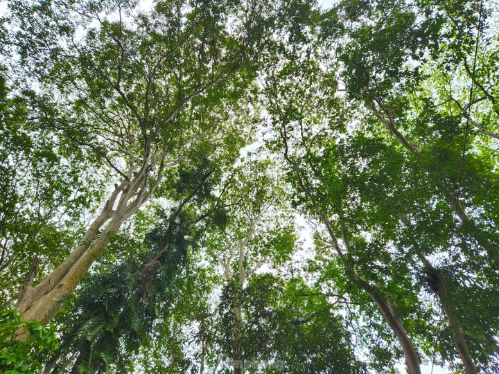 Nghe An forest offers picturesque landscape - 2