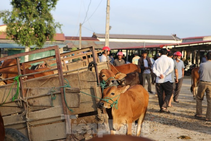 Ha Tinh's buffalo and cow market - 5