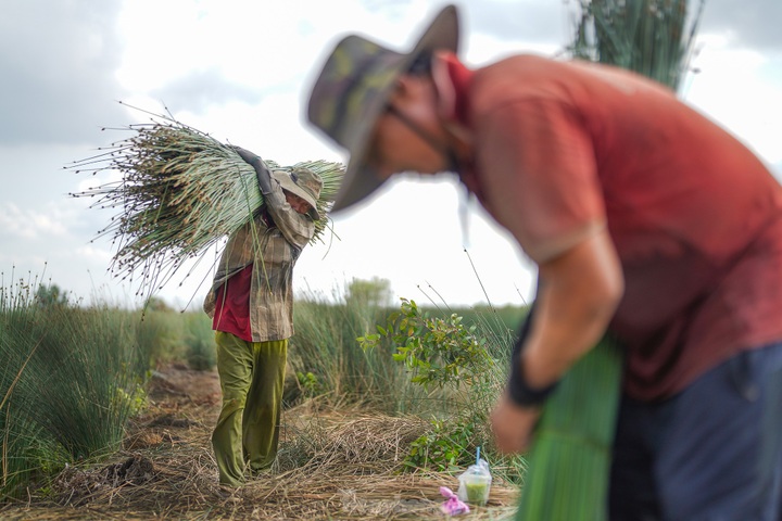 Long An farmers earn big from grass plantation - 7