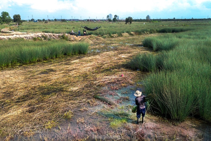 Long An farmers earn big from grass plantation - 1