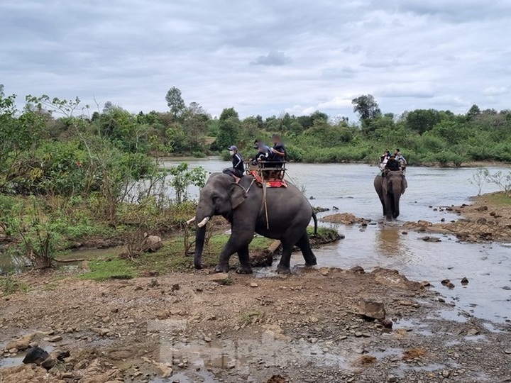 Dak Lak tourist area stops elephant ride service - 1