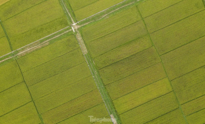 Beauty of Ha Tinh’s ripening rice fields - 4