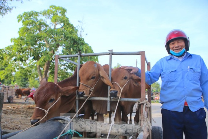 Ha Tinh's buffalo and cow market - 7