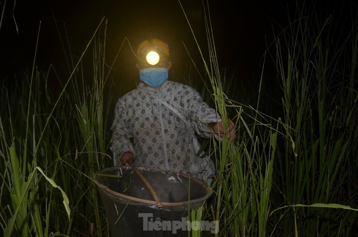 Nghe An farmers hunt grasshoppers overnight - 3 Nghe An farmers hunt grasshoppers overnight - 3