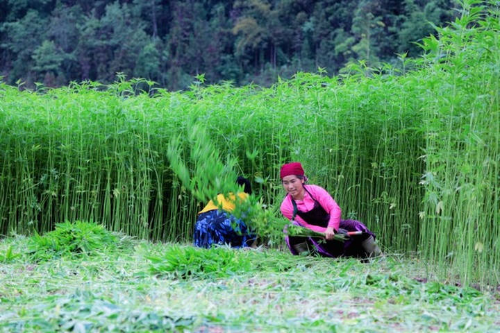 Hemp harvest in Ha Giang - 4