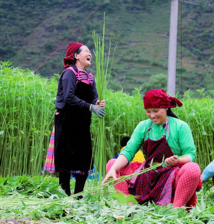 Hemp harvest in Ha Giang - 6