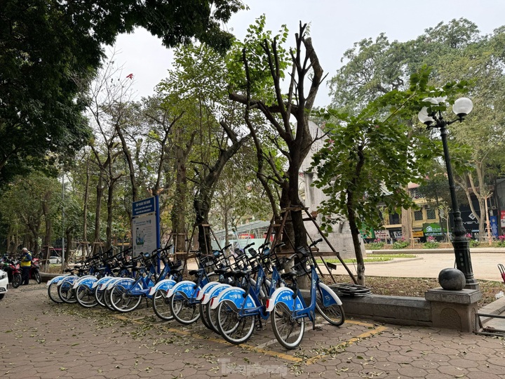 Hang Dau flower garden gets facelift - 6 Hang Dau flower garden gets facelift - 6