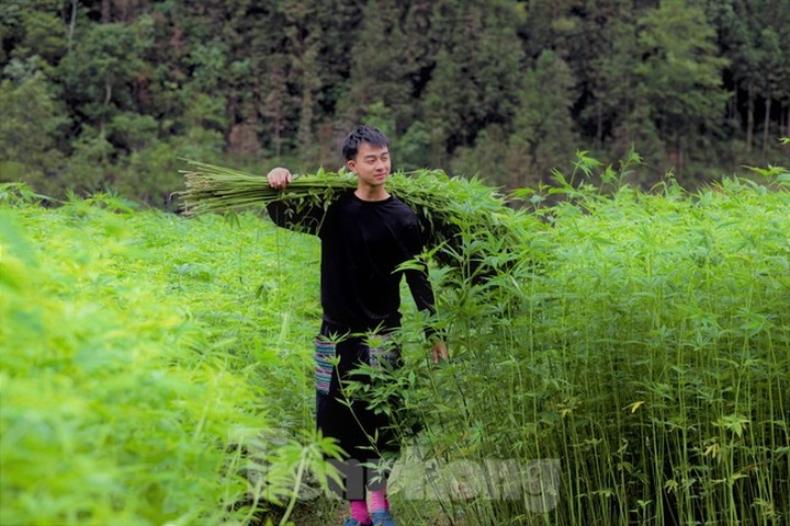 Hemp harvest in Ha Giang - 2