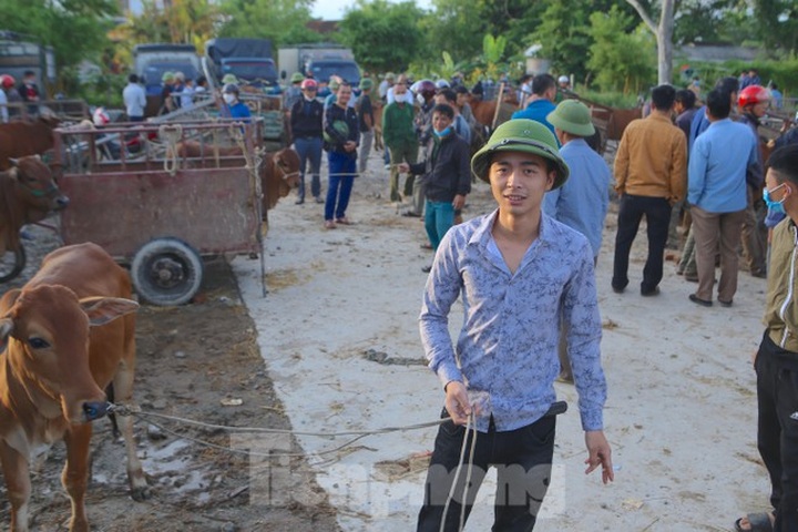 Ha Tinh's buffalo and cow market - 4