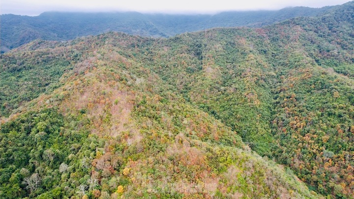 Nghe An forest offers picturesque landscape - 6