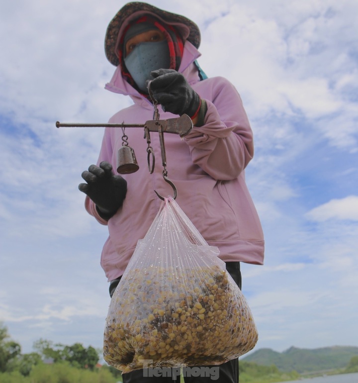 Clam season in Ha Tinh river - 7