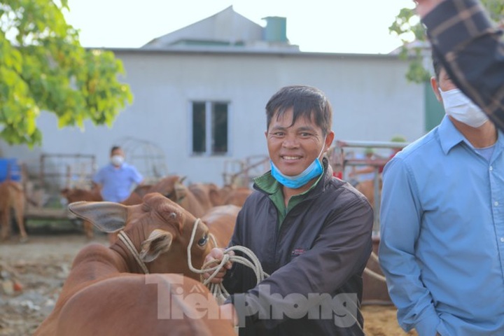 Ha Tinh's buffalo and cow market - 3