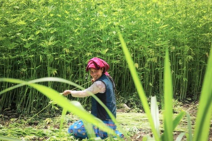 Hemp harvest in Ha Giang - 3
