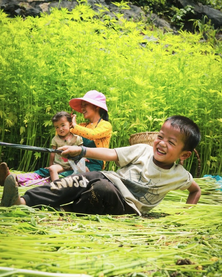 Hemp harvest in Ha Giang - 8