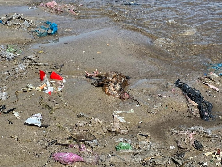 Quang Ngai beach severely polluted - 4