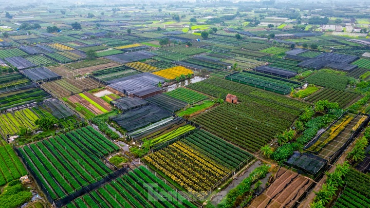 Hanoi flower village busy preparing for Tet - 1