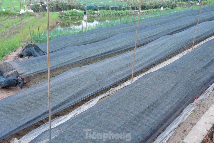 Hanoi flower village busy preparing for Tet - 7