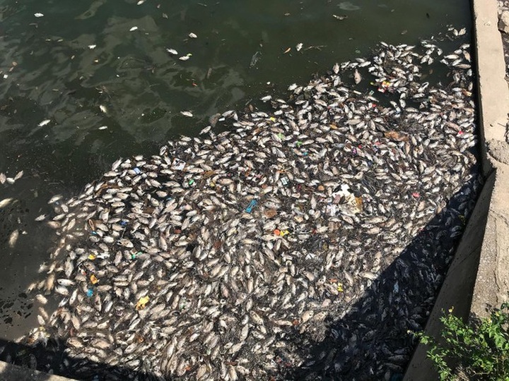 Hanoi lake experiences mass fish deaths - 2