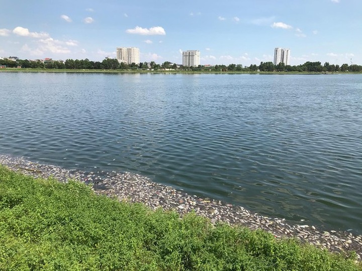 Hanoi lake experiences mass fish deaths - 7