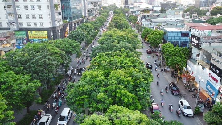 Trees help to ease blazing heat in Hanoi - 6 Trees help to ease blazing heat in Hanoi - 6