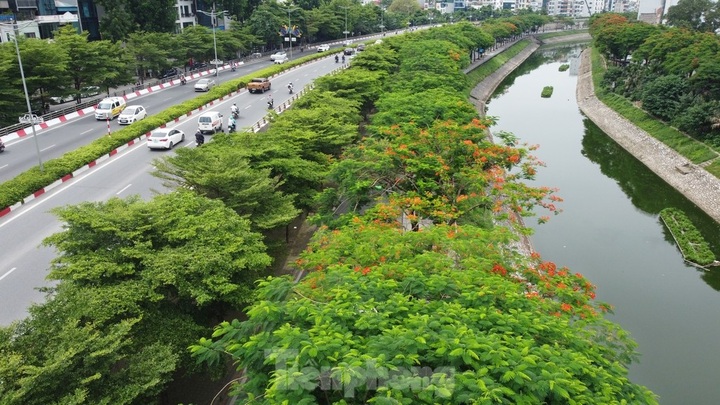Trees help to ease blazing heat in Hanoi - 3 Trees help to ease blazing heat in Hanoi - 3