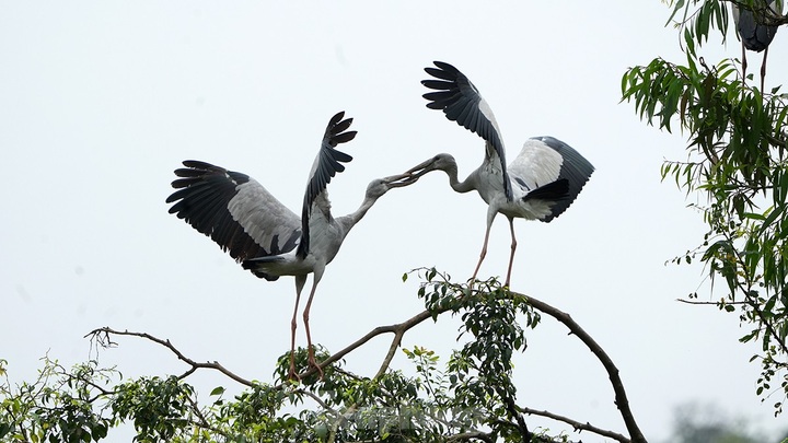 Exploring Ninh Binh bird park’s beauty - 1