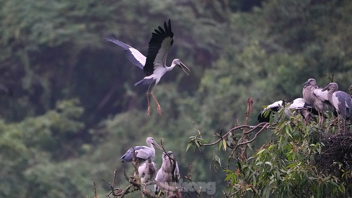 Exploring Ninh Binh bird park’s beauty - 4