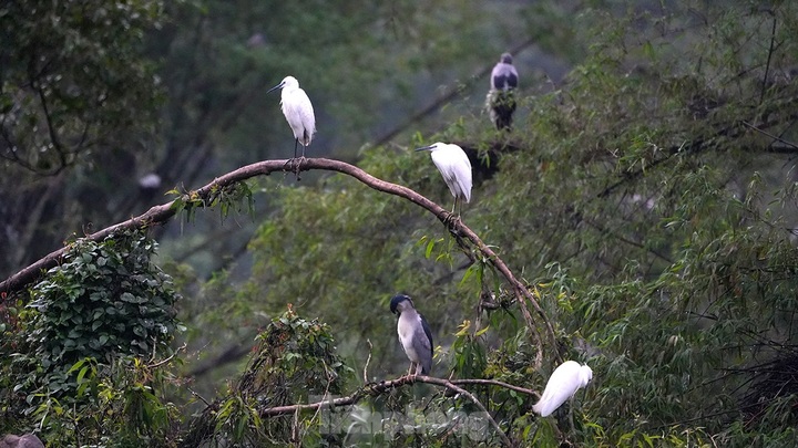 Exploring Ninh Binh bird park’s beauty - 5