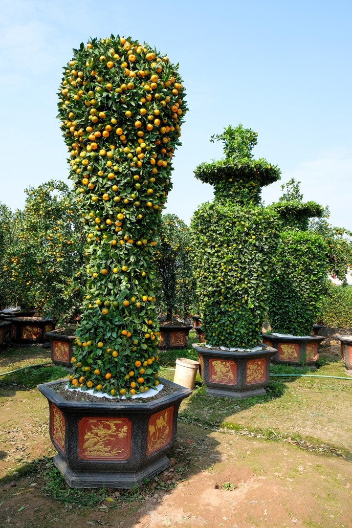 Hung Yen farmers introduce special bonsai kumquat trees for Lunar New Year decoration - 2