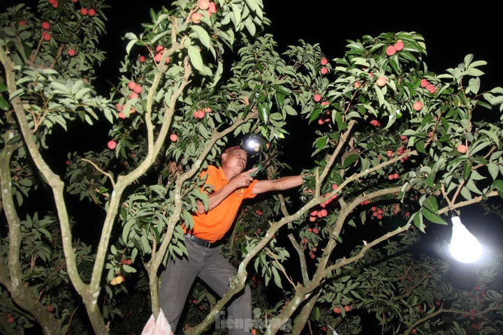Bac Giang farmers harvest lychees at night - 4