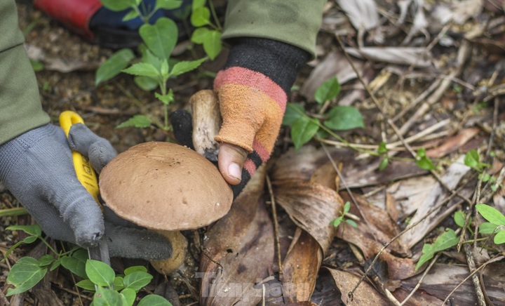 Wild mushrooms elevate Binh Dinh dishes - 2