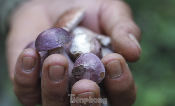 Wild mushrooms elevate Binh Dinh dishes - 6