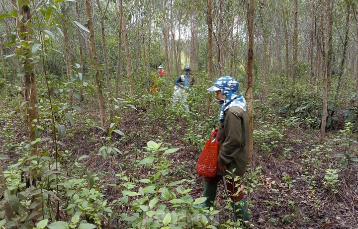 Wild mushrooms elevate Binh Dinh dishes - 4