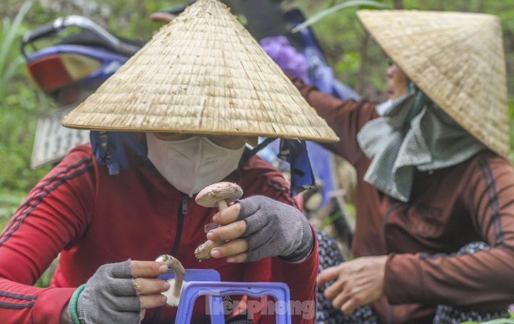 Wild mushrooms elevate Binh Dinh dishes - 5