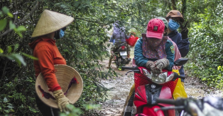 Wild mushrooms elevate Binh Dinh dishes - 3