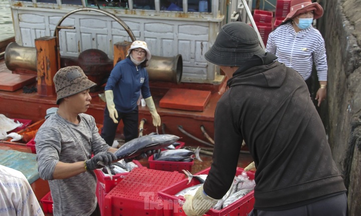 Binh Dinh fishermen enjoy good catches - 4